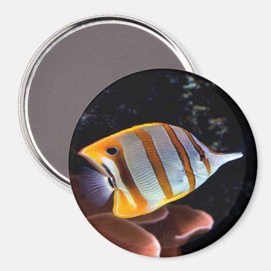 Chelmon rostratus magnet (Vorderseite/Rückseite)