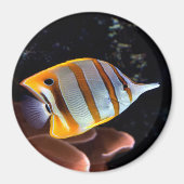 Chelmon rostratus magnet (Vorne)