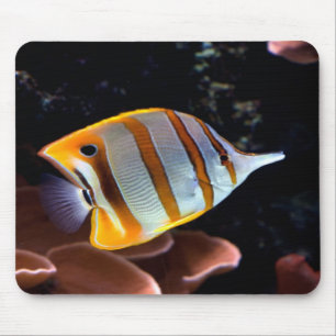 Chelmon rostratus mousepad