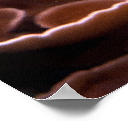 Chelmon rostratus poster (Ecke)