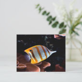 Chelmon rostratus postkarte (Stehend Vorderseite)