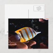 Chelmon rostratus postkarte (Vorne/Hinten)