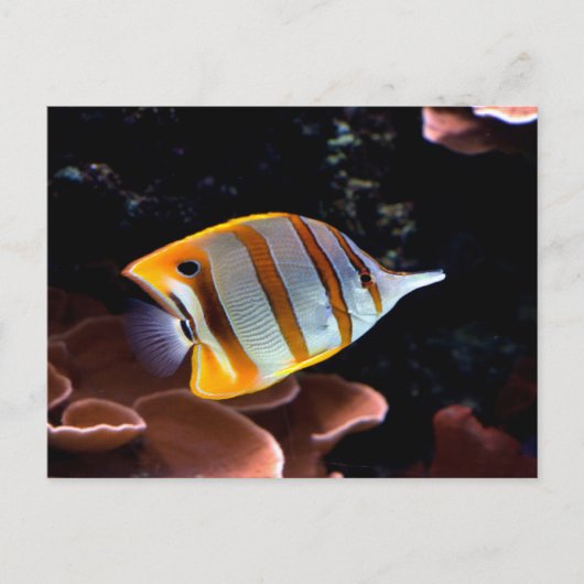 Chelmon rostratus postkarte (Vorderseite)