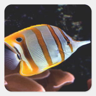 Chelmon rostratus quadratischer aufkleber