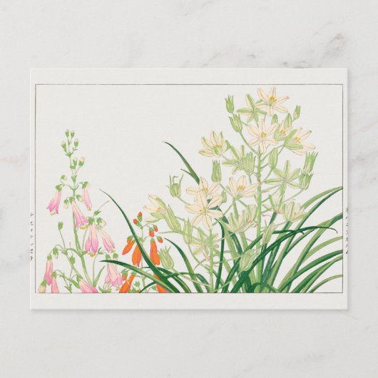 Chelone barbata, Ornithogalum von Tanigami Konan Postkarte (Vorderseite)