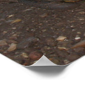 Chelonoidis carbonaria poster (Ecke)