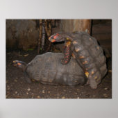 Chelonoidis carbonaria poster (Vorne)