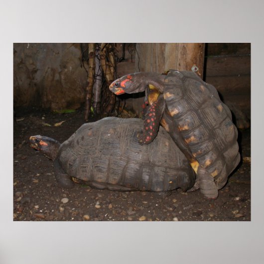 Chelonoidis carbonaria poster (Vorne)