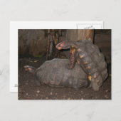 Chelonoidis carbonaria postkarte (Vorne/Hinten)