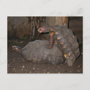 Chelonoidis carbonaria postkarte