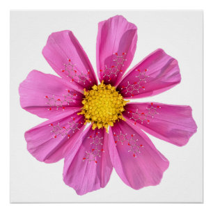 Chemie-Blumen-Wissenschaft Klassenraum-Wanddekorat Poster