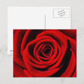Cheries Geschenke Postkarte (Vorne/Hinten)