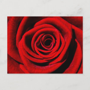 Cheries Geschenke Postkarte