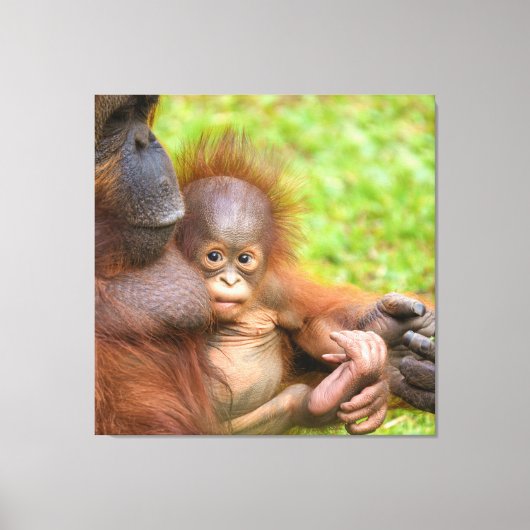Cherished Orangutan Mother's Cuddle Leinwanddruck (Vorderseite)