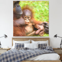 Cherished Orangutan Mother's Cuddle