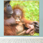 Cherished Orangutan Mother's Cuddle Leinwanddruck (Insitu (Holzboden))