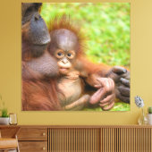 Cherished Orangutan Mother's Cuddle Leinwanddruck (Insitu (Wohnzimmer))