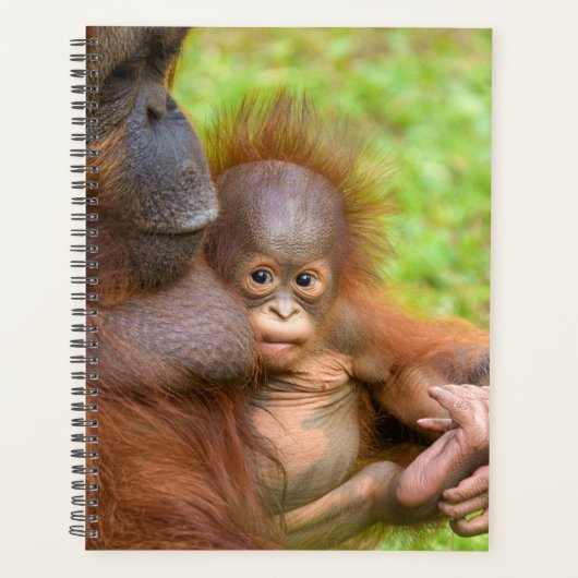 Cherished Orangutan Mother's Cuddle Planer (Vorderseite)