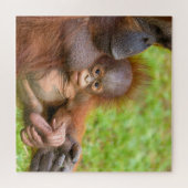 Cherished Orangutan Mother's Cuddle Puzzle (Horizontal)