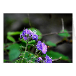 Cherokee nationaler WaldBlumen