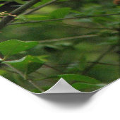 Cherokee Old Climbing Rose Poster (Ecke)