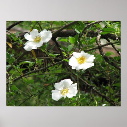 Cherokee Old Climbing Rose Poster (Vorne)