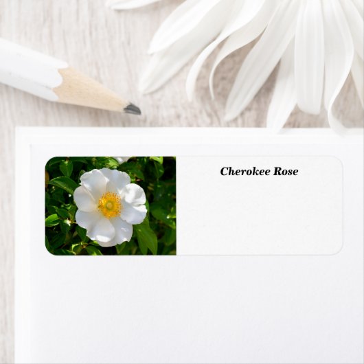 Cherokee Rose Blume (Insitu)