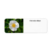 Cherokee Rose Blume (Vorne)