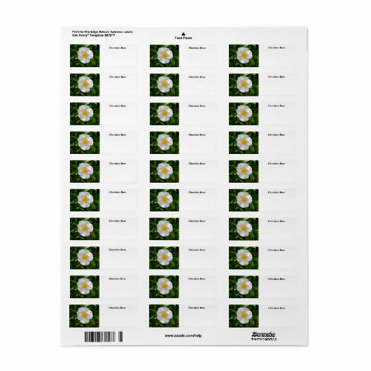 Cherokee Rose Blume (Vorne)