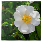 Cherokee Rose Blume  Fliese (Vorderseite)