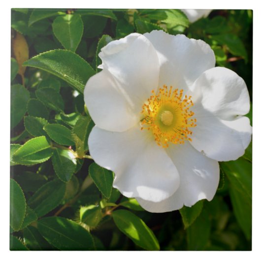 Cherokee Rose Blume Fliese (Vorderseite)