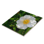 Cherokee Rose Blume Fliese (Seite)