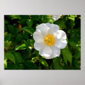 Cherokee Rose Blume Poster (Vorne)