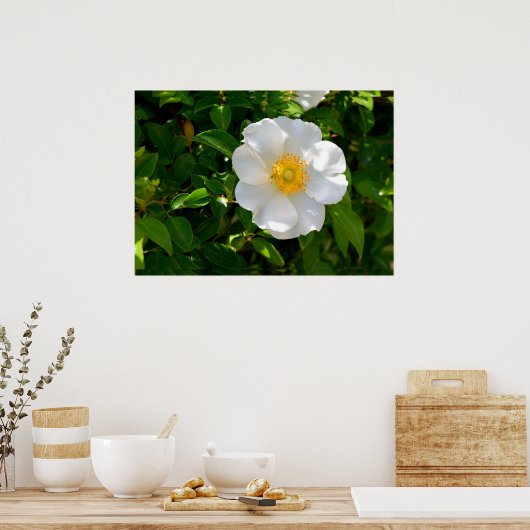 Cherokee Rose Blume Poster (Küche)