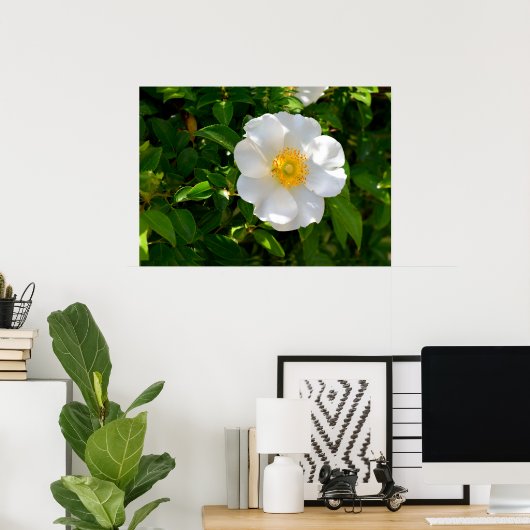 Cherokee Rose Blume Poster (Heimbüro)