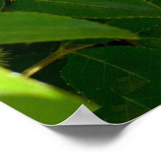 Cherokee Rose Blume Poster (Ecke)