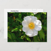 Cherokee Rose Blume Postkarte (Vorne/Hinten)