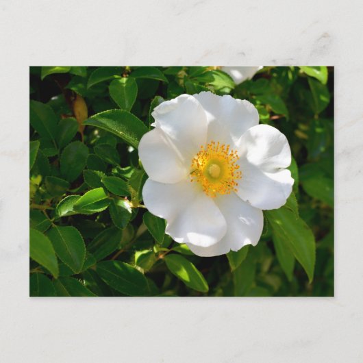 Cherokee Rose Blume Postkarte (Vorderseite)