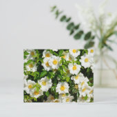 Cherokee-Rose-Blume Postkarte (Stehend Vorderseite)