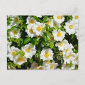 Cherokee-Rose-Blume Postkarte (Vorderseite)