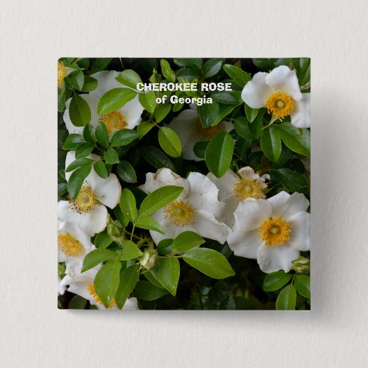 Cherokee Rose Button (Vorderseite)