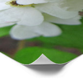 Cherokee Rose Foto Poster (Ecke)