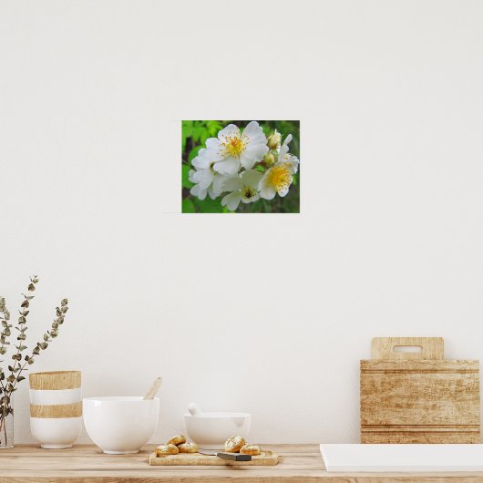 Cherokee Rose Foto Poster (Küche)