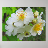 Cherokee Rose Foto Poster (Vorne)