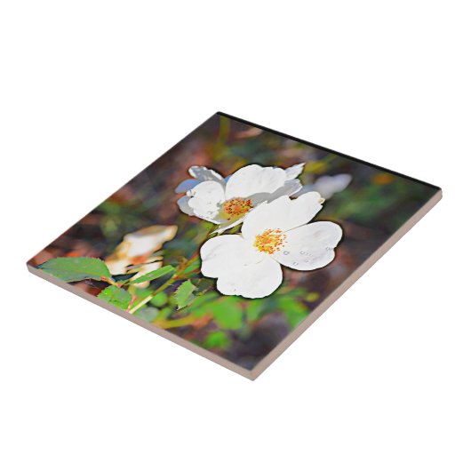 Cherokee Rose Georgia Fliese (Seite)