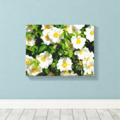 Cherokee Rose im Garten Leinwanddruck (Insitu (Holzboden))