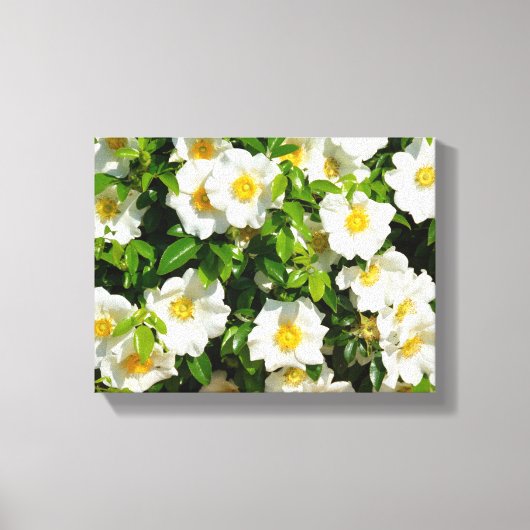 Cherokee Rose im Garten Leinwanddruck (Vorderseite)
