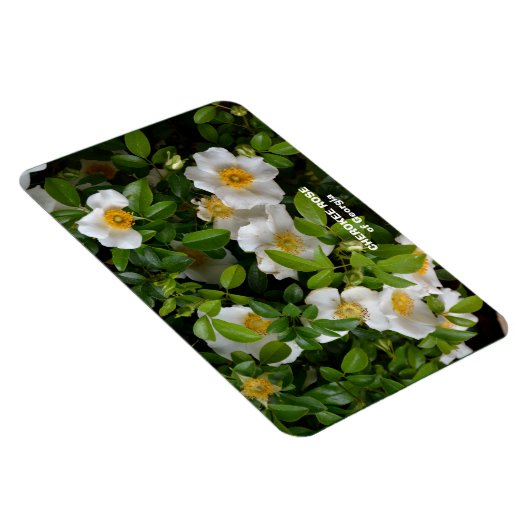 Cherokee Rose Magnet (Rechte Seite)