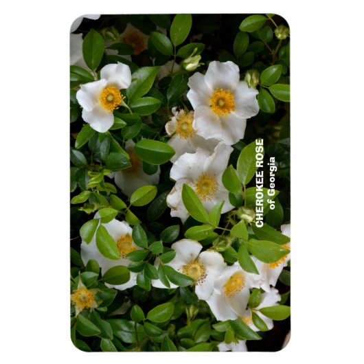 Cherokee Rose Magnet (Vertikal)