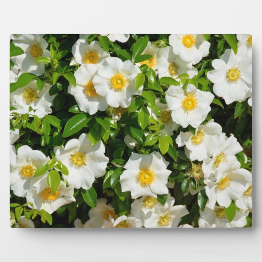 Cherokee Rose Offiziell Staat Blume Georgia, USA Fotoplatte (Vorderseite)